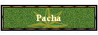 Pacha